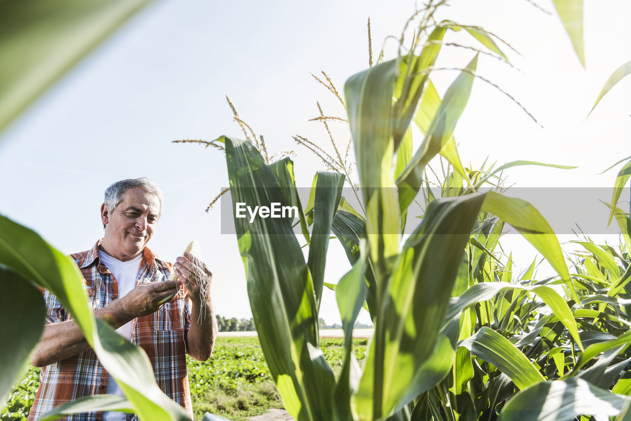 Senior farmer in a field examining maize plant