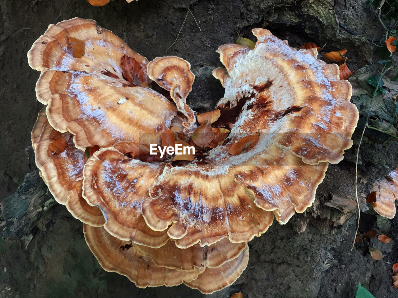 High angle view of mushroom