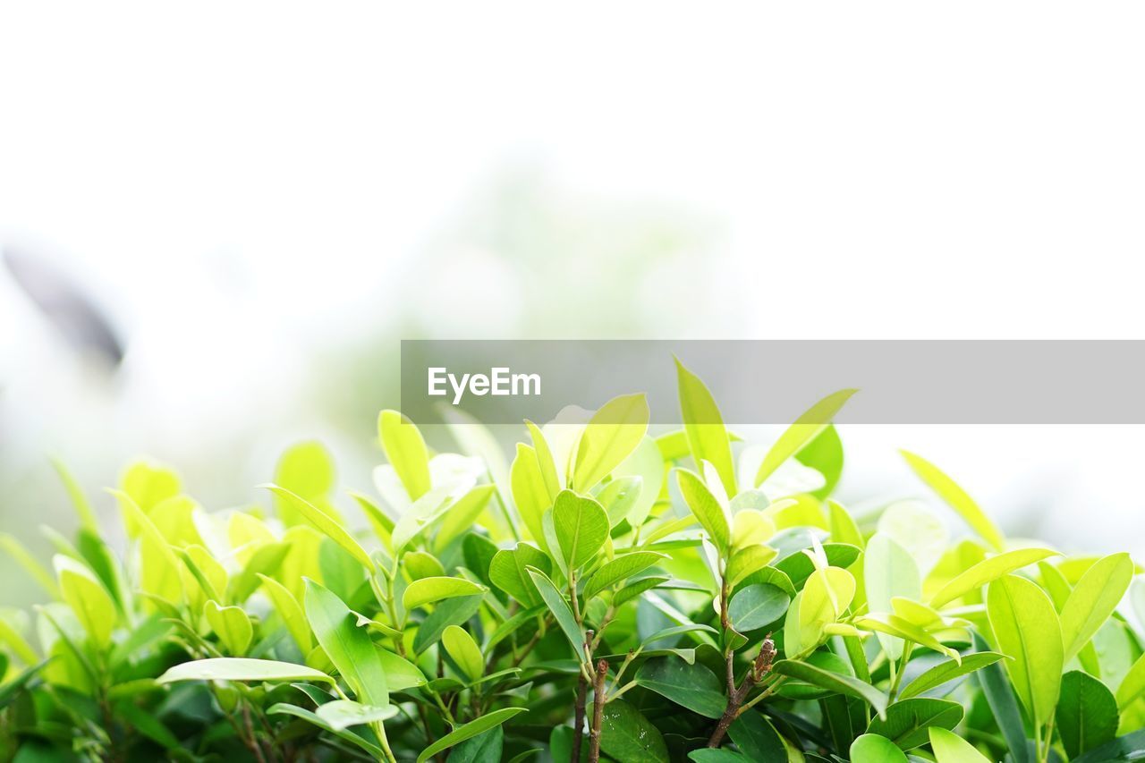 CLOSE-UP OF FRESH GREEN PLANT IN FIELD AGAINST SKY