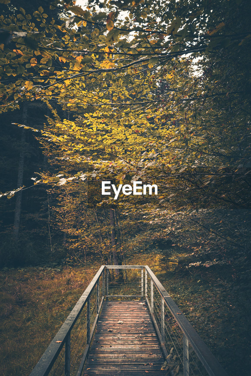 EMPTY FOOTBRIDGE ALONG TREES