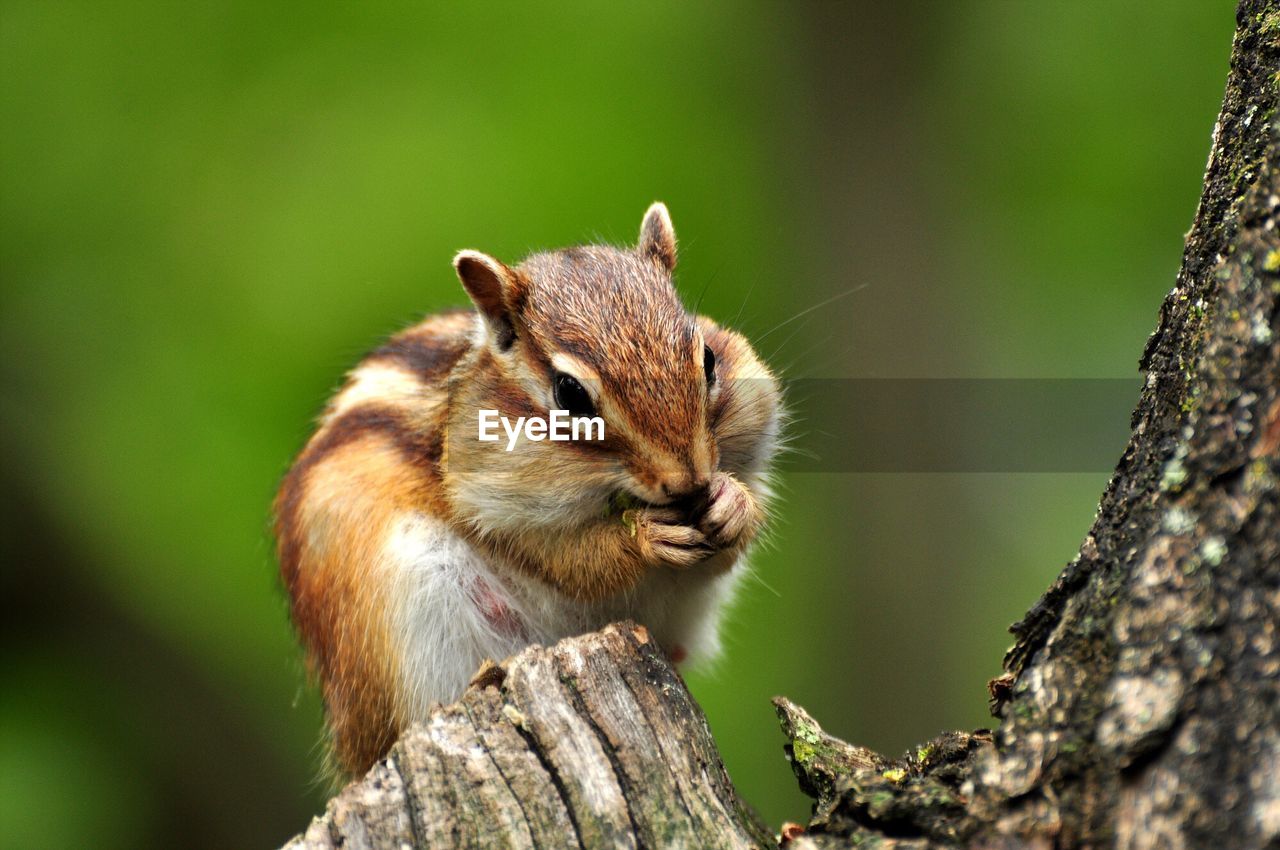 Close-up of squirrel eating