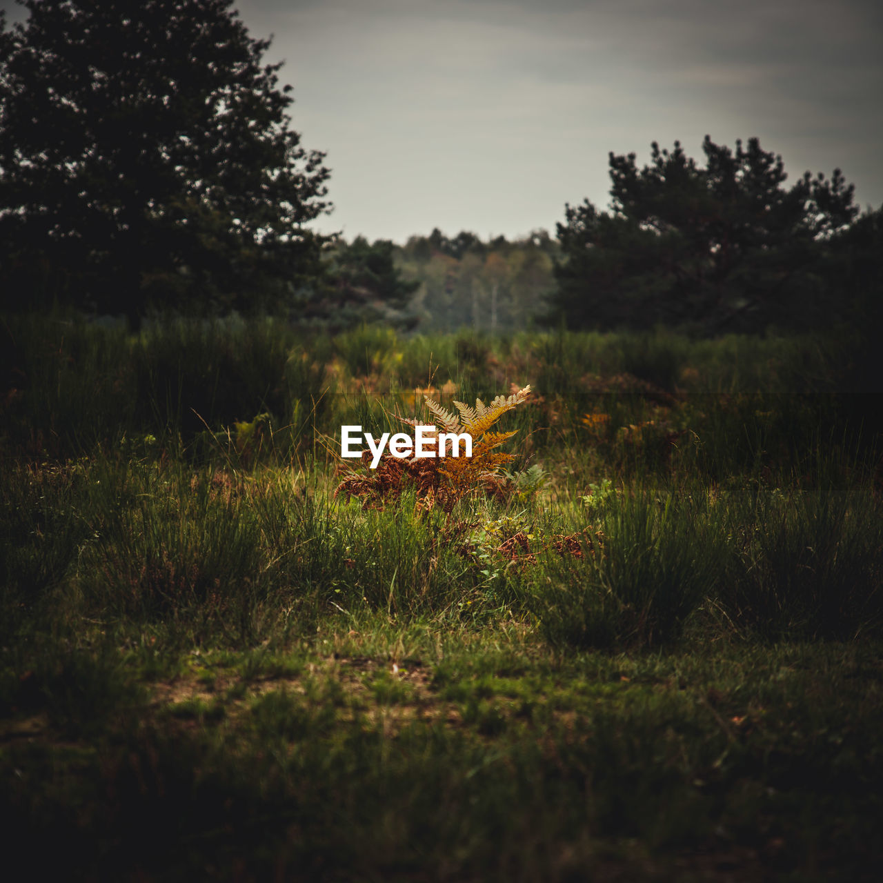 SCENIC VIEW OF GRASSY FIELD AGAINST TREES