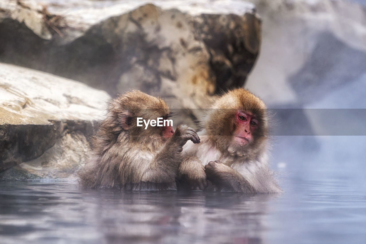 Snow monkeys, japanese macaque, relaxing by the hot spring water in jigokudani monkey park, japan.