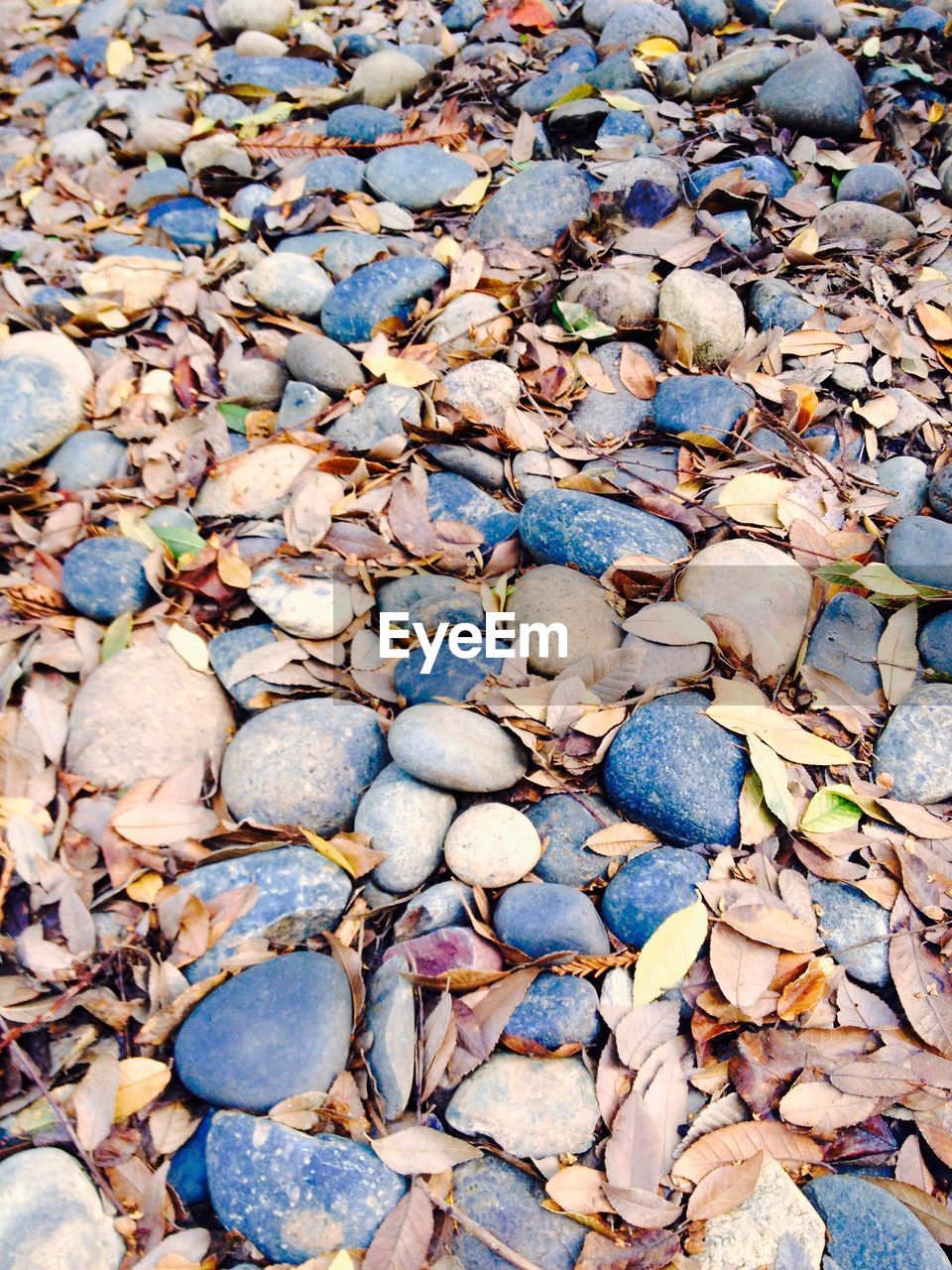 HIGH ANGLE VIEW OF AUTUMN LEAVES ON GROUND