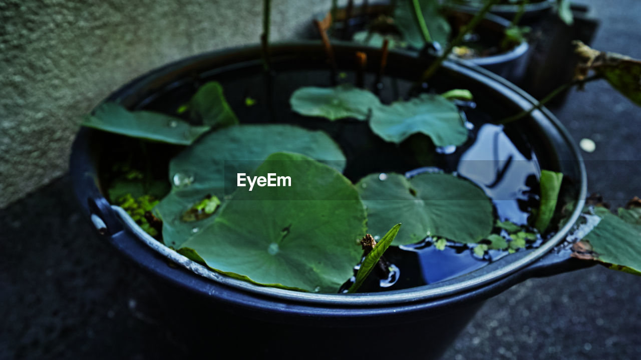 High angle view of potted plant leaves floating on water
