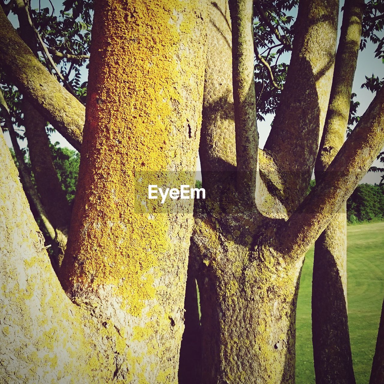 Close-up of moss on tree trunk in golf course