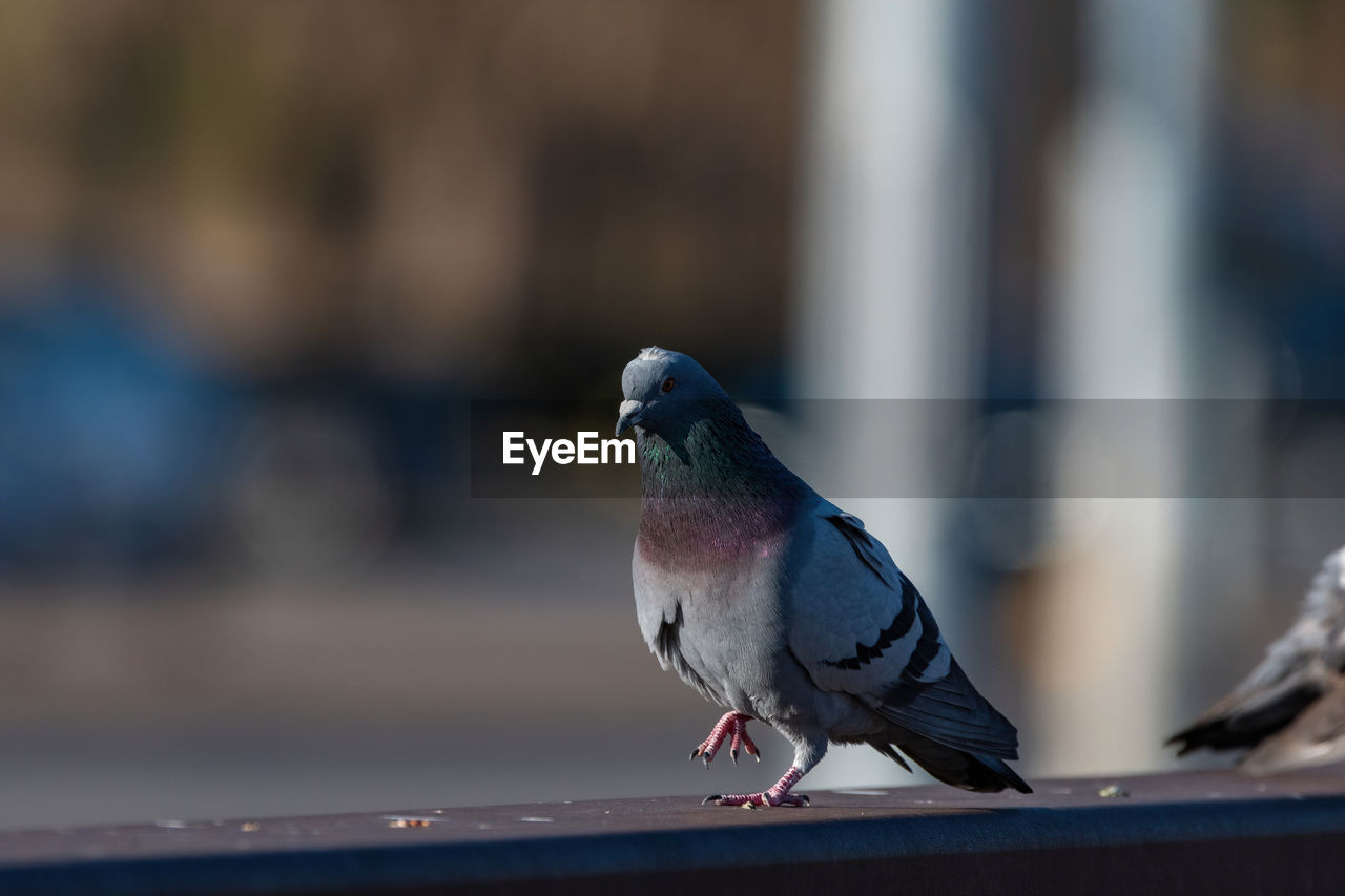 CLOSE-UP OF PIGEONS PERCHING