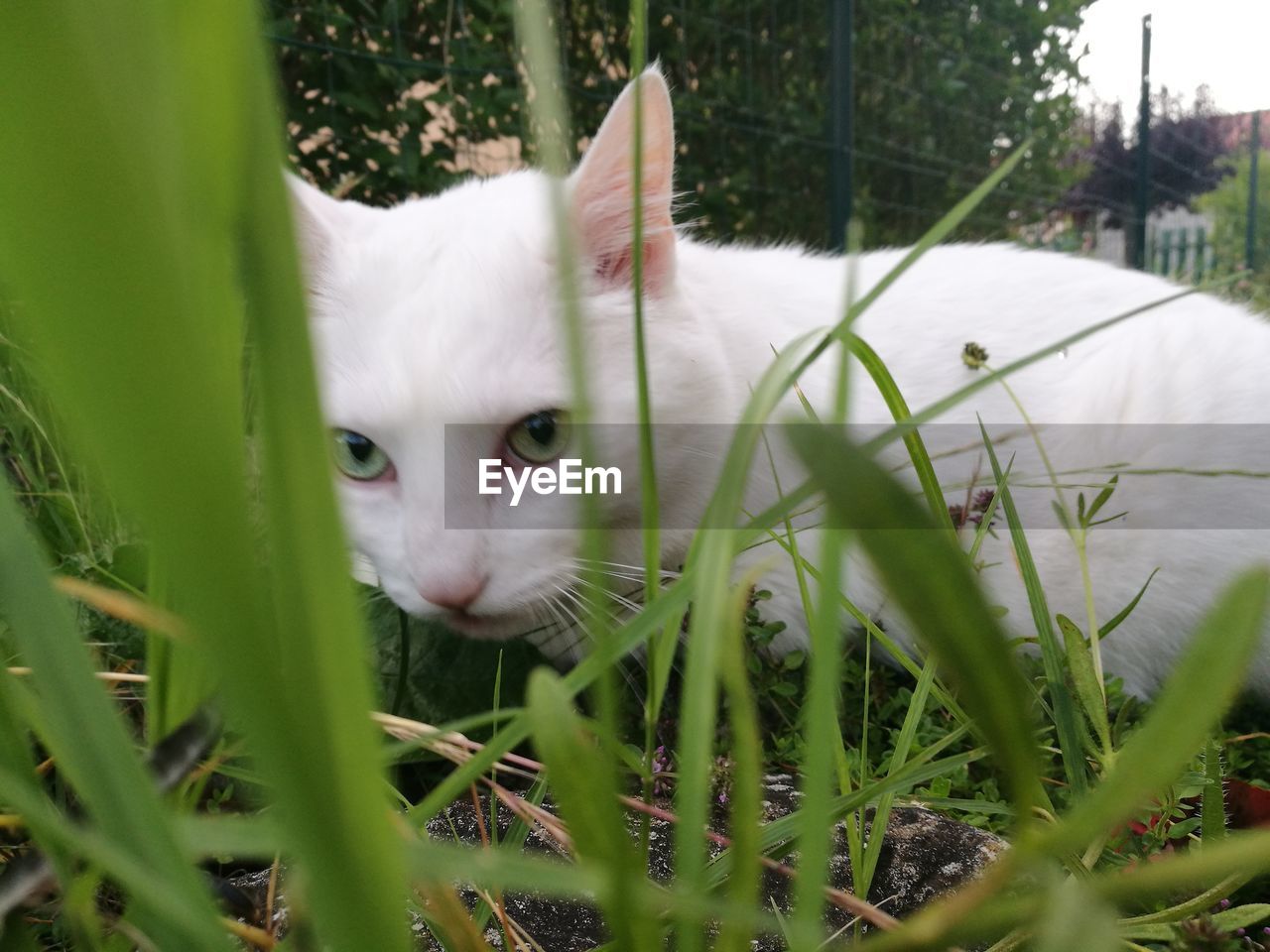 CLOSE-UP PORTRAIT OF CAT IN GRASS