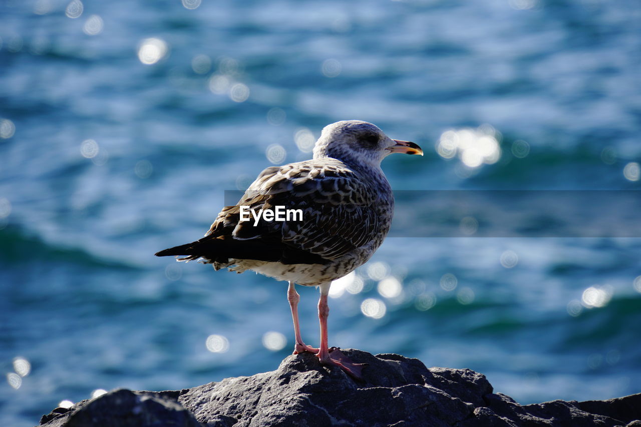 CLOSE-UP OF SEAGULL PERCHING ON ROCK IN SEA