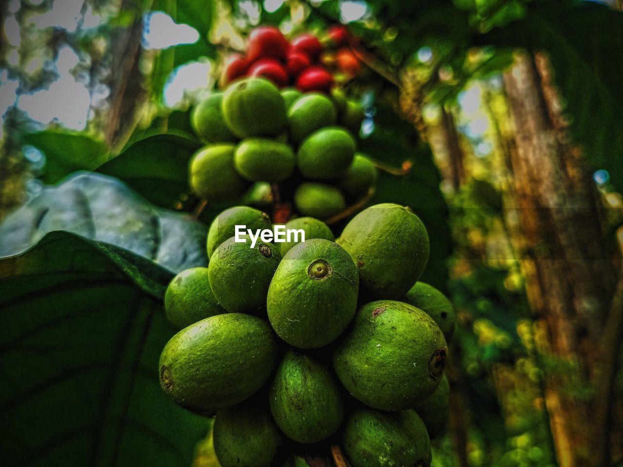 Close-up of fruit