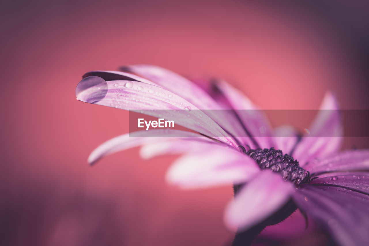 Close-up of pink flower