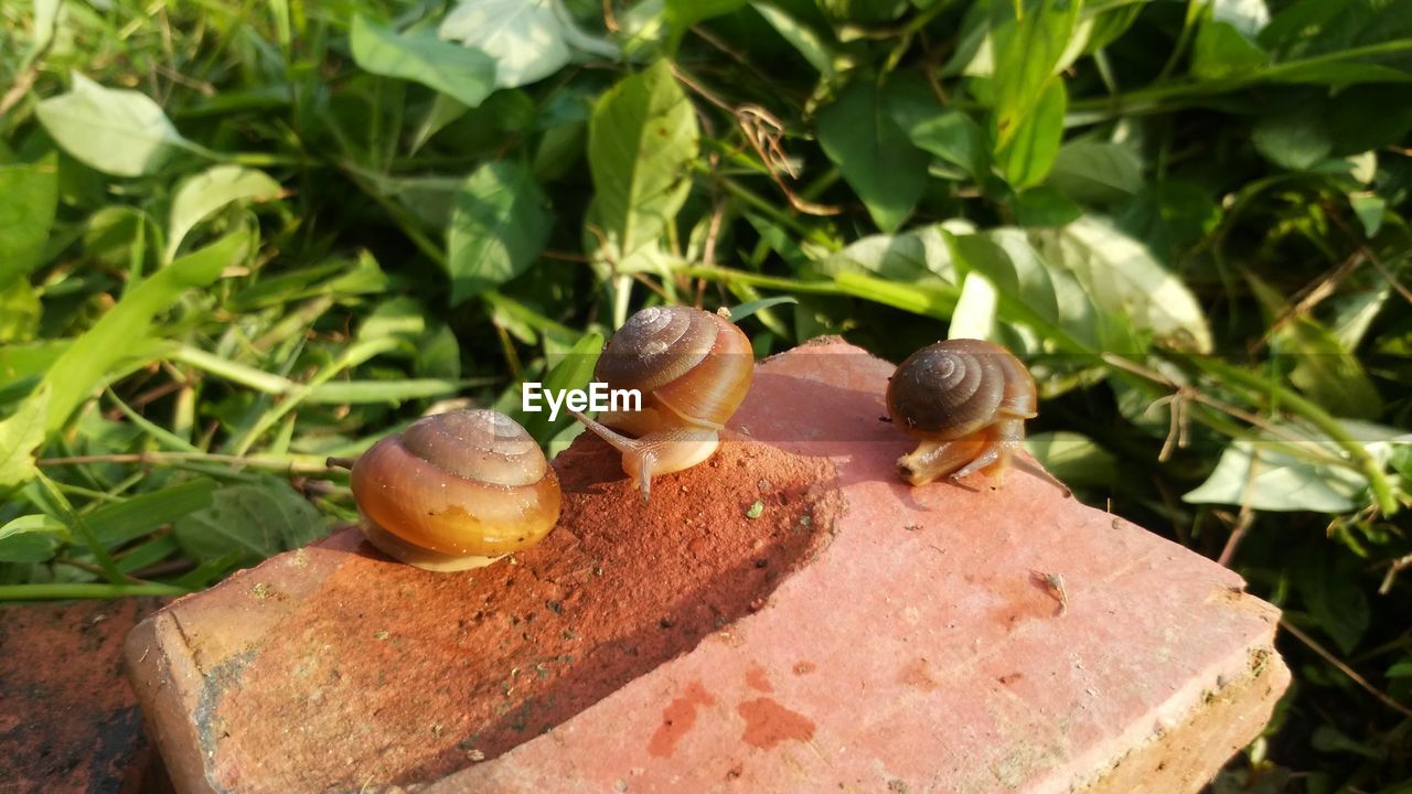 CLOSE-UP OF SNAIL ON GREEN LEAVES