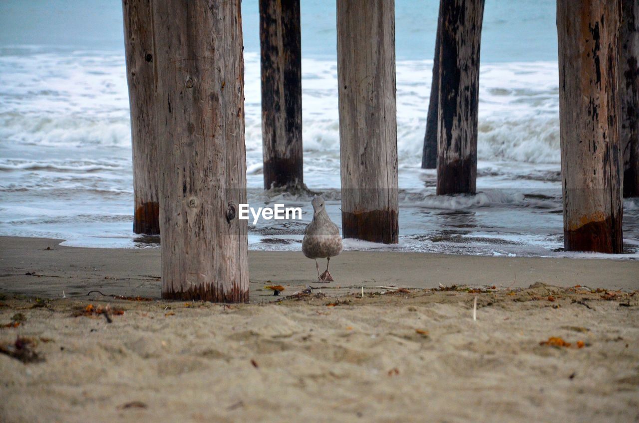 CLOSE-UP OF BIRD ON BEACH