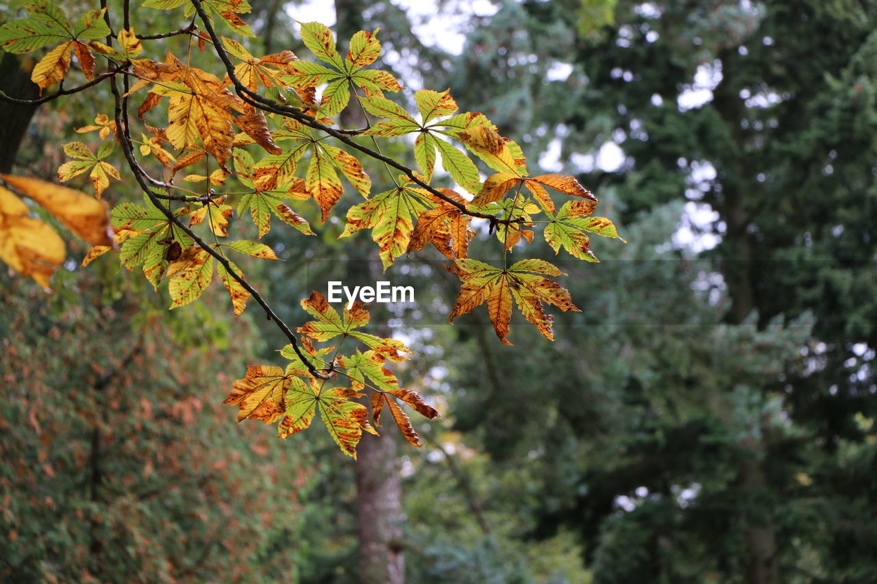 Close-up of tree branch