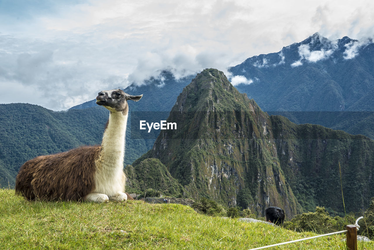 Side view of llama sitting on field against mountains