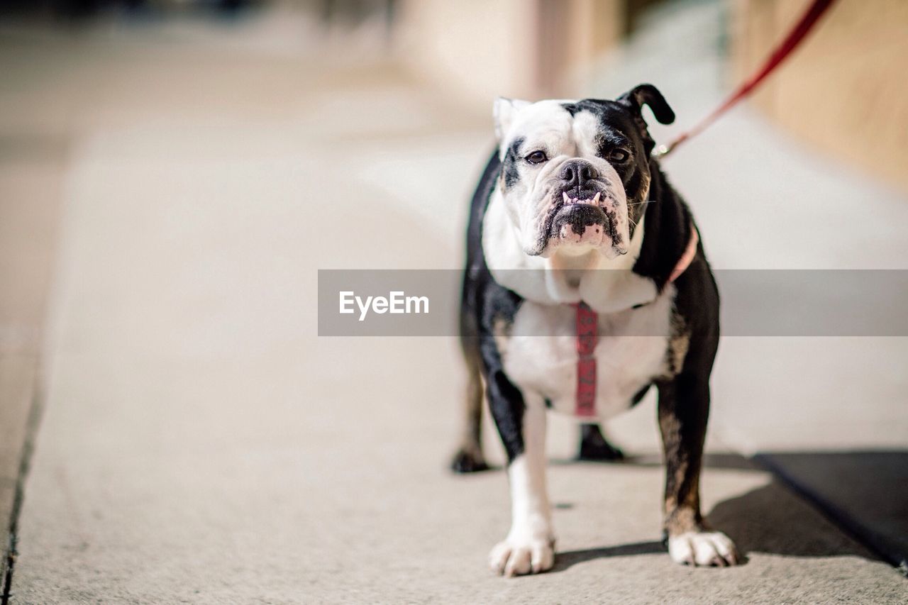 Close-up portrait of a dog