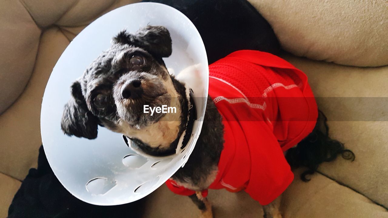 HIGH ANGLE VIEW OF DOG WITH RED TERRIER ON FLOOR