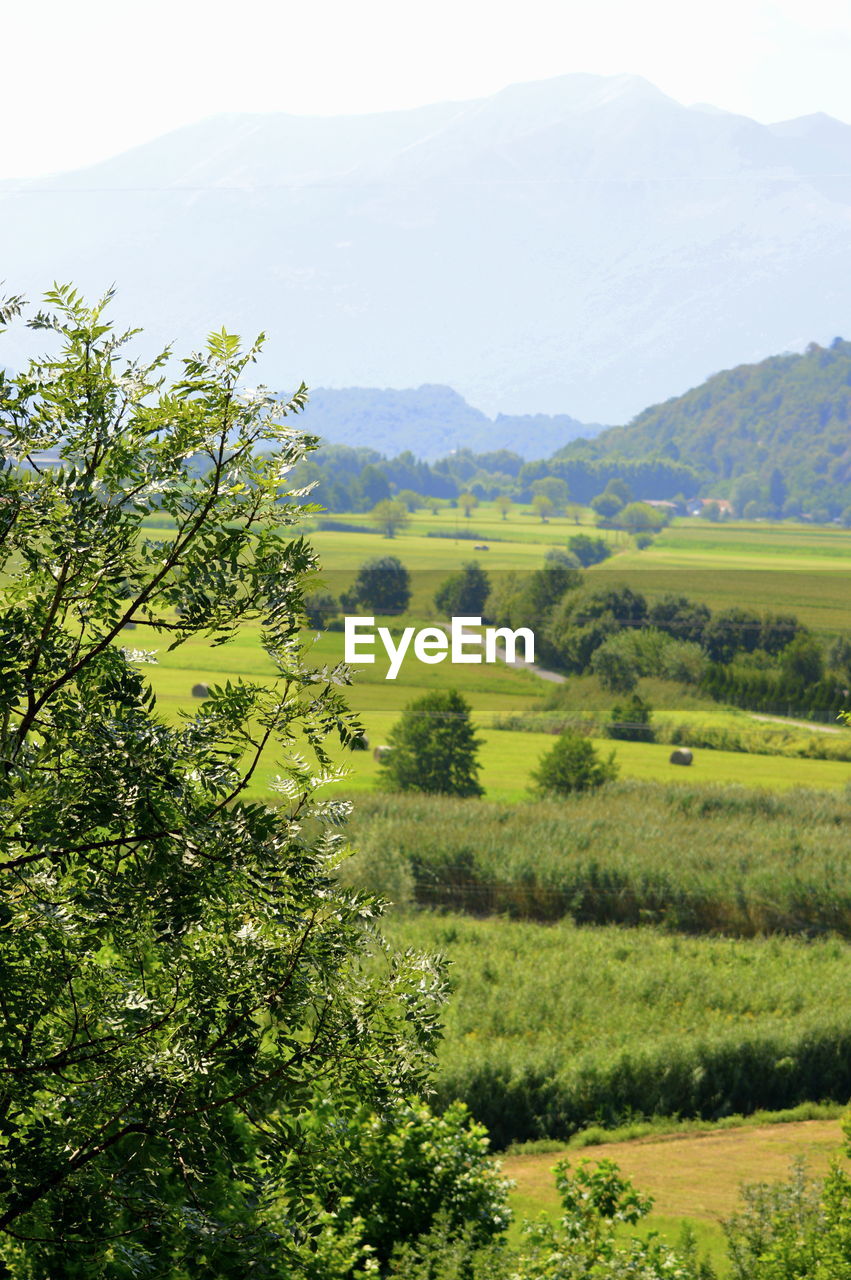 Scenic view of agricultural field against sky