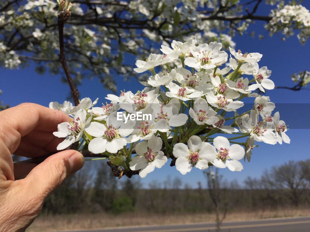 CLOSE-UP OF HAND HOLDING WHITE FLOWERS