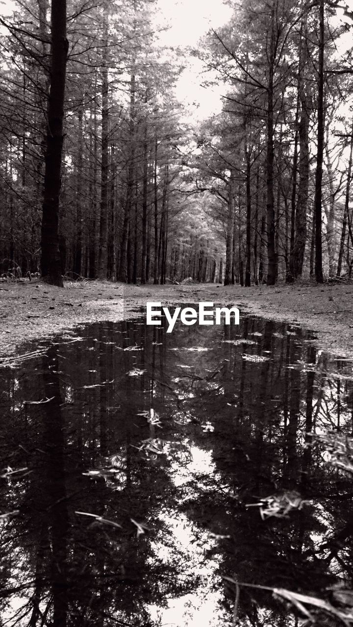 Pond by trees in forest