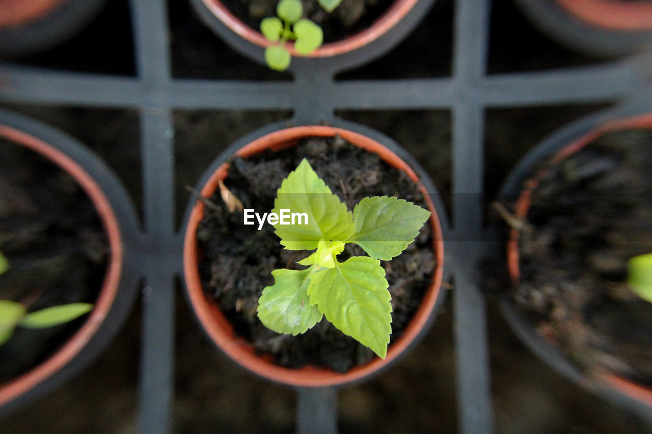 CLOSE-UP OF POTTED PLANT IN GREENHOUSE