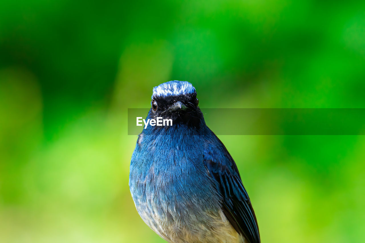 CLOSE-UP OF BIRD PERCHING ON A LEAF