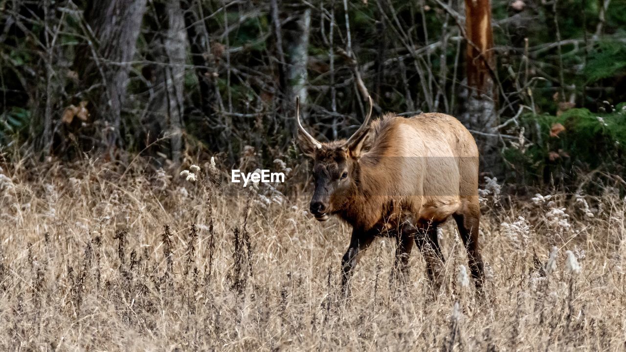 VIEW OF ANIMAL IN FOREST