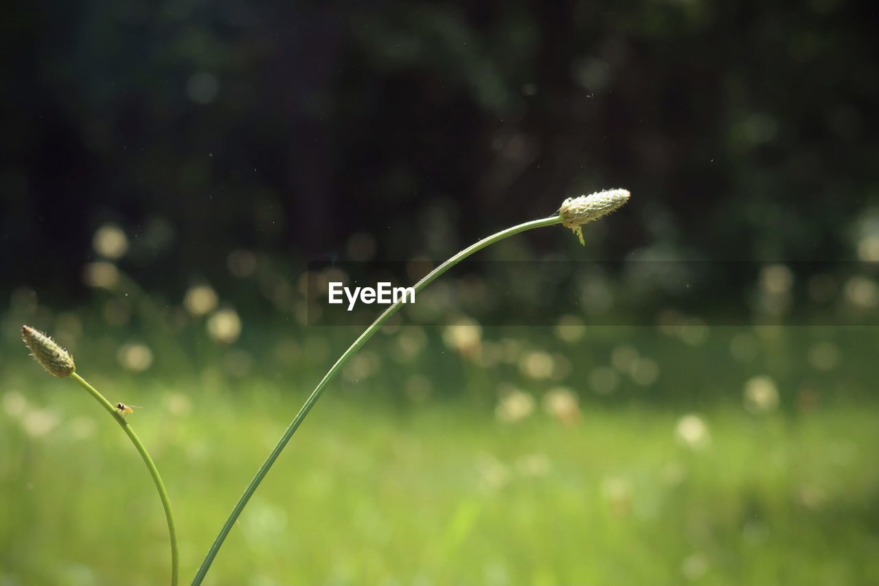 green, grass, plant, nature, flower, sunlight, leaf, beauty in nature, focus on foreground, drop, growth, meadow, macro photography, freshness, close-up, no people, water, wet, fragility, outdoors, lawn, flowering plant, selective focus, day, plant stem, springtime, moisture, dew, field, rain, land, environment, summer, tranquility, light