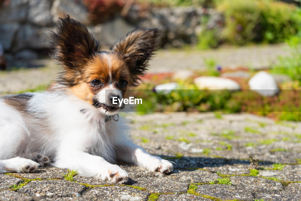 PORTRAIT OF PUPPY ON THE GROUND