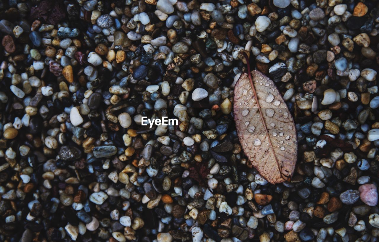 CLOSE-UP OF CRAB ON PEBBLES