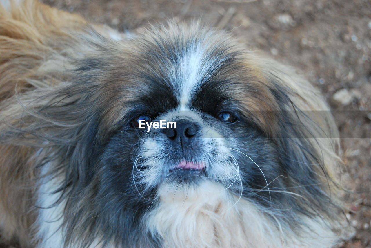 CLOSE-UP PORTRAIT OF A DOG WITH MOUTH OPEN