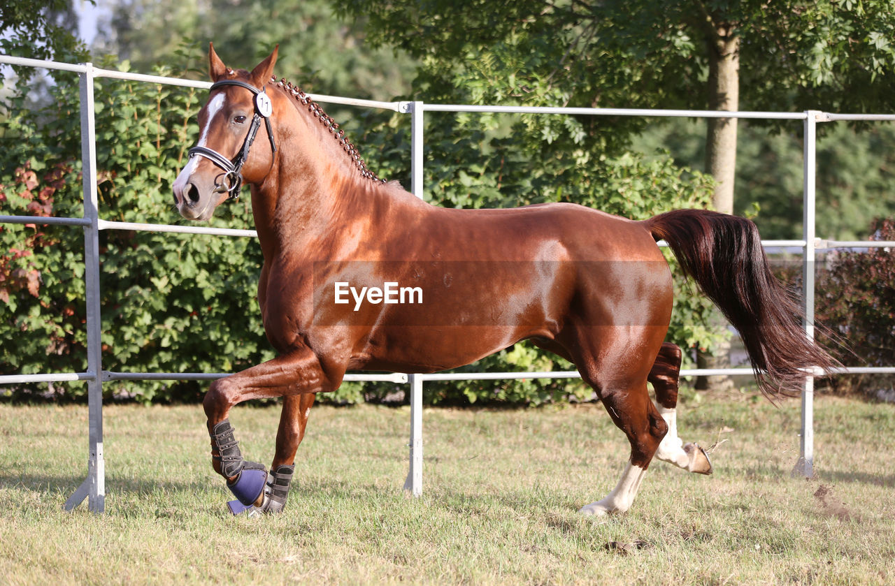 HORSE STANDING IN RANCH AGAINST PLANTS