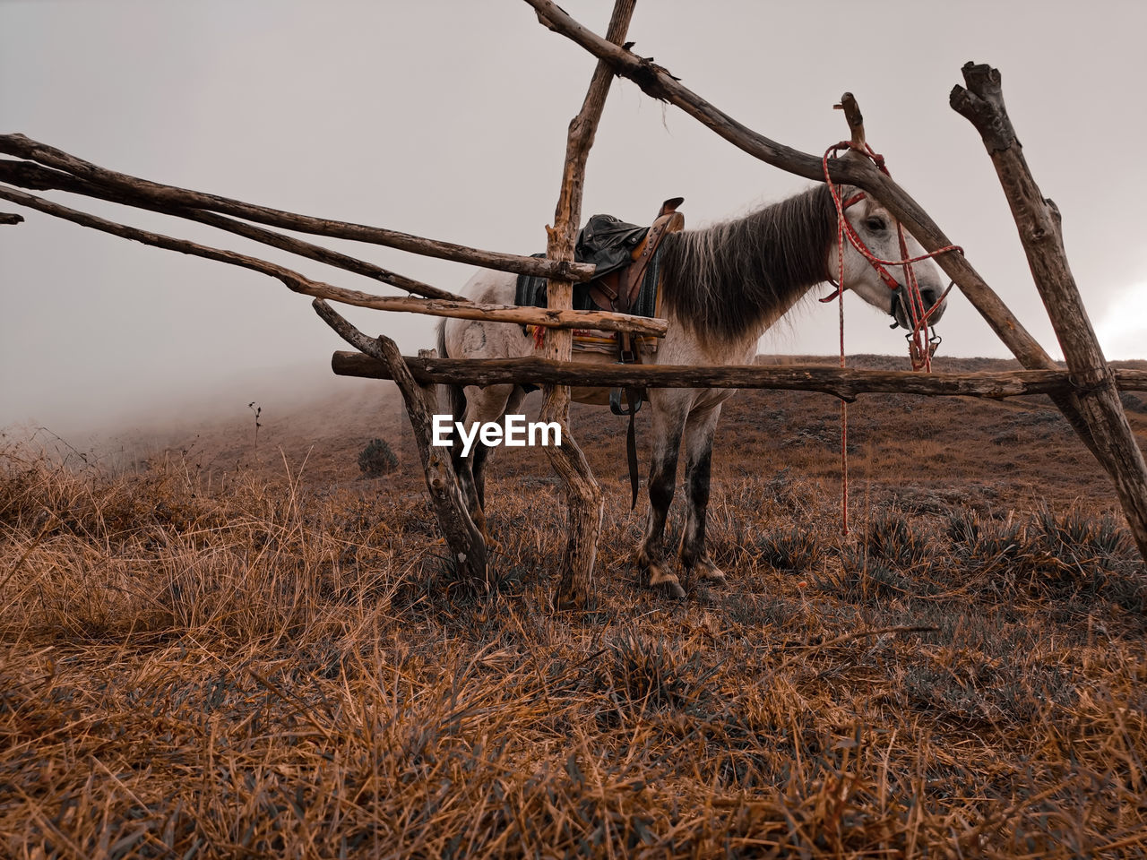 animal, mammal, animal themes, animal wildlife, nature, plant, sky, no people, wildlife, tree, one animal, landscape, pack animal, domestic animals, land, outdoors, grass, day, wood, rural scene, horse, environment, deer, working animal, donkey, branch, agriculture