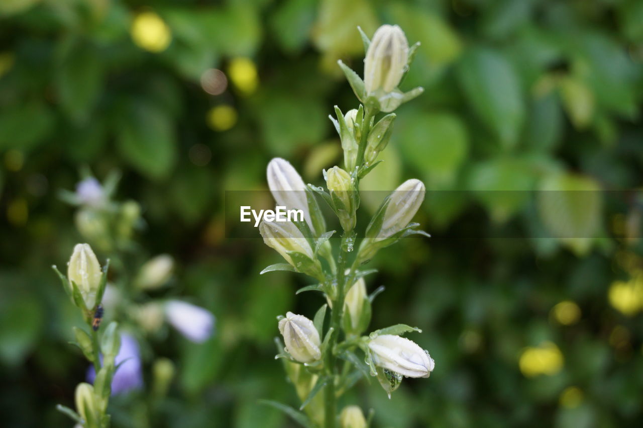 CLOSE-UP OF WHITE FLOWERING PLANT AGAINST BLURRED BACKGROUND