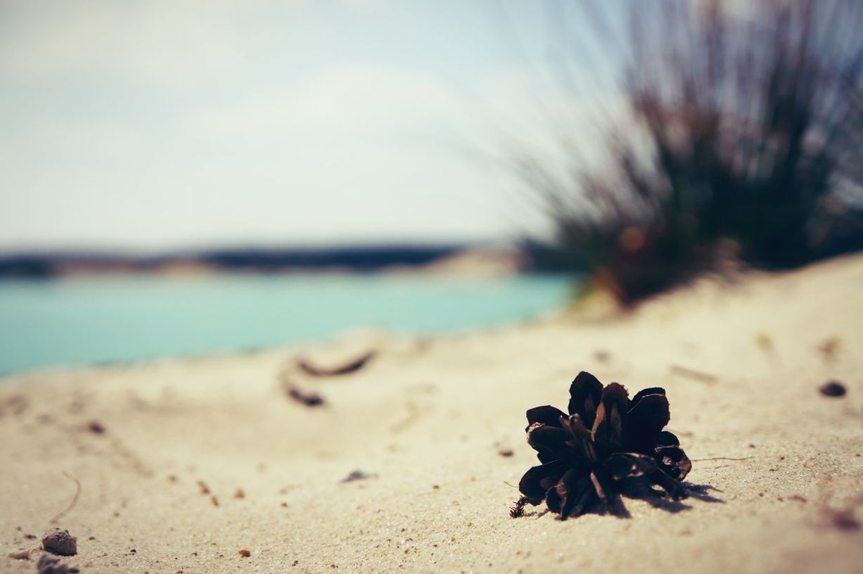 Close-up of dry flower on sand