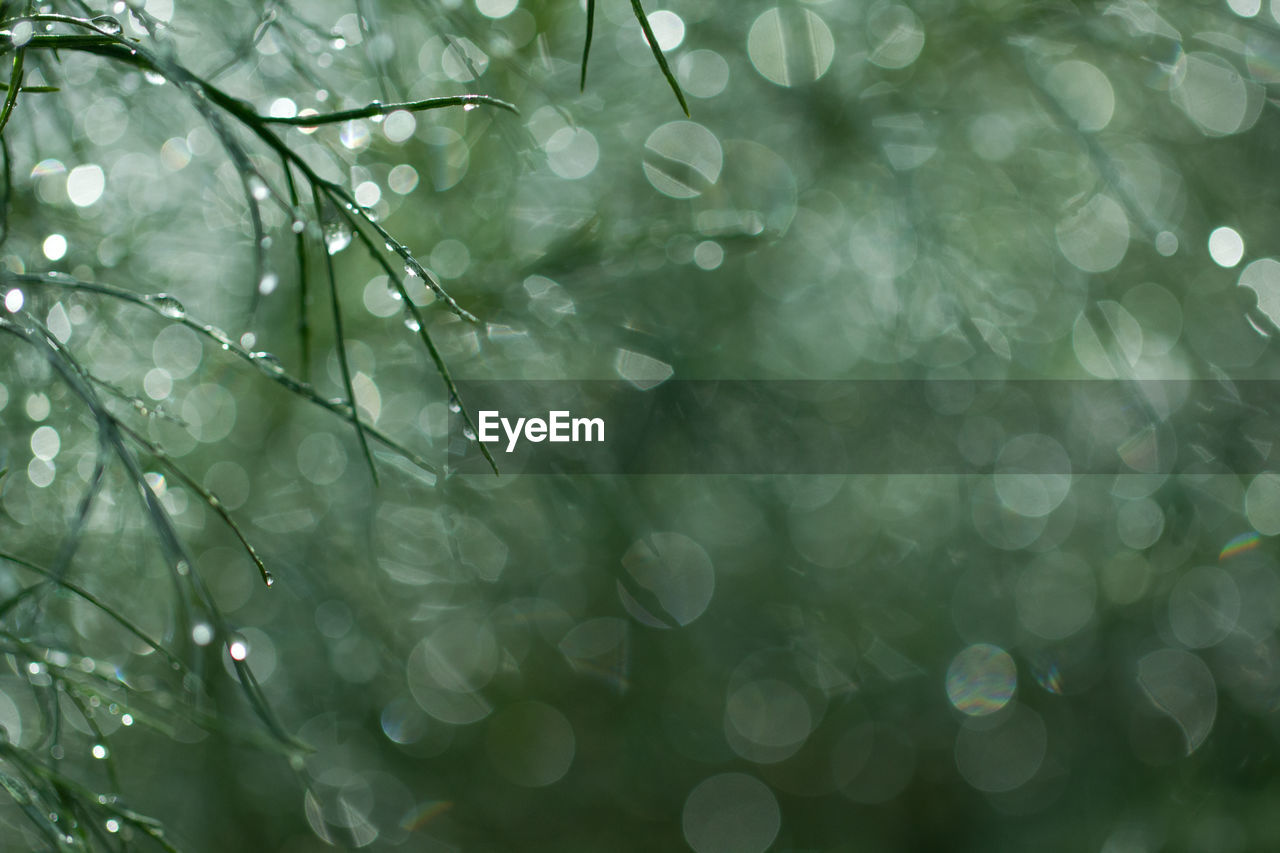 Close-up of raindrops on branch