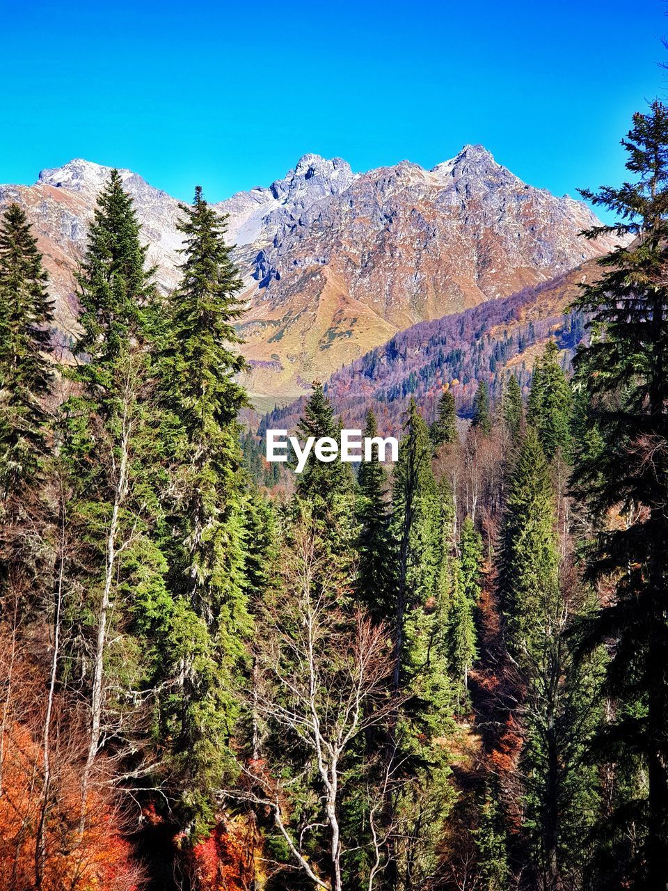 SCENIC VIEW OF PINE TREES AGAINST CLEAR SKY