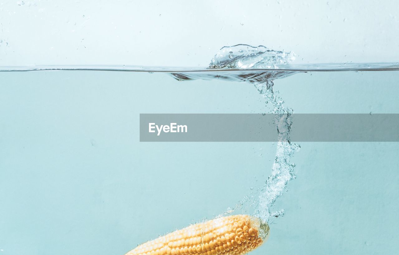 Close-up of corn cob in water