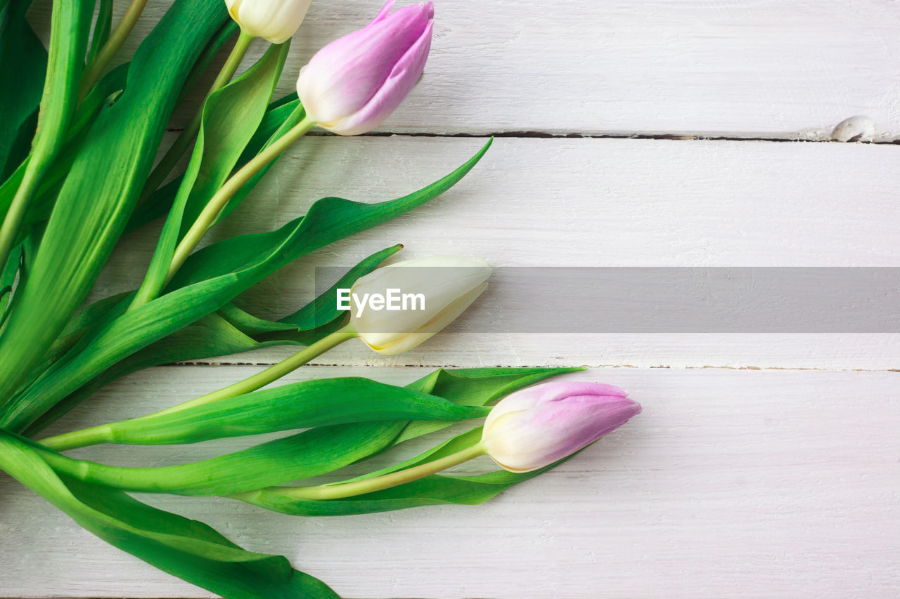 Beautiful white and purple tulips on a white wooden background. spring.women's day. valentine's day. 