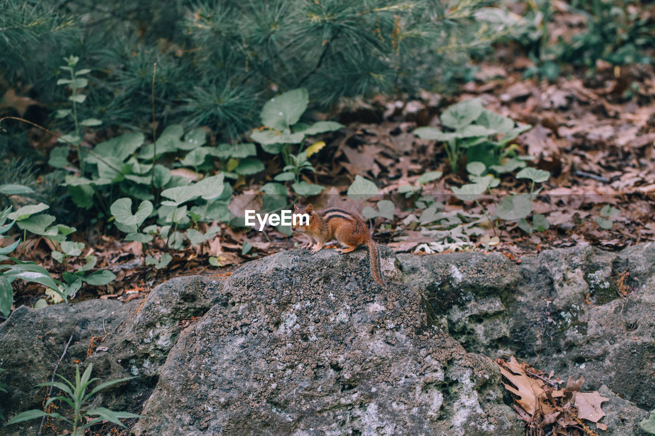 High angle view of squirrel on land in forest