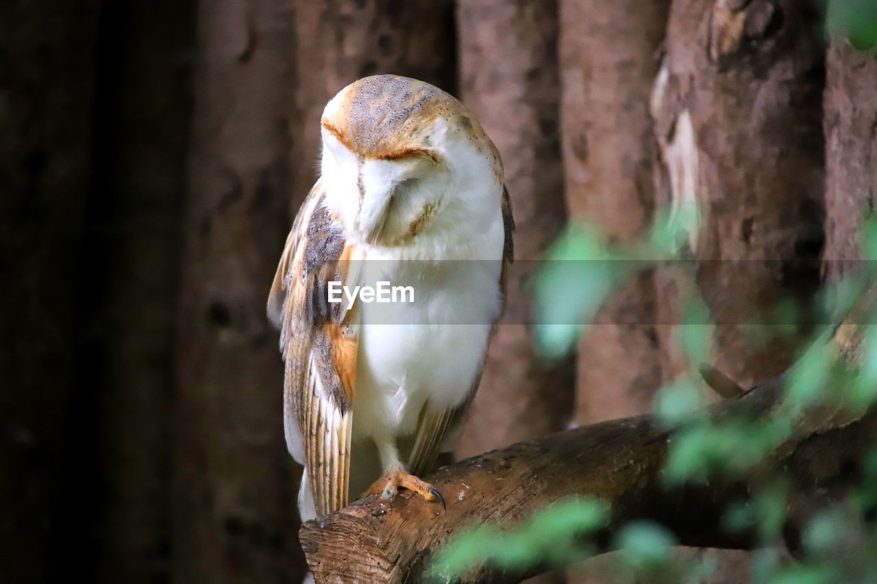 CLOSE-UP OF OWL PERCHING ON TREE TRUNK