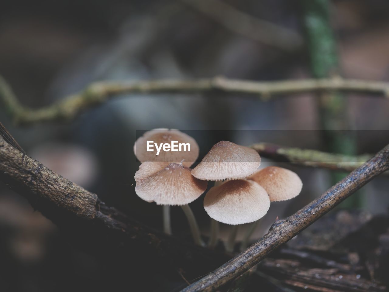 CLOSE-UP OF MUSHROOMS ON TREE