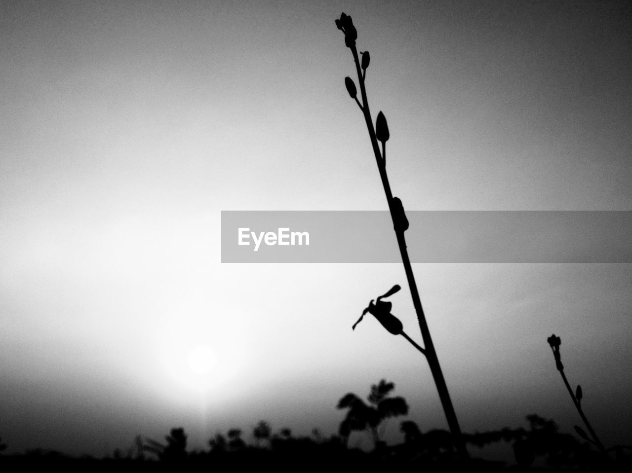 CLOSE-UP OF SILHOUETTE PLANT AGAINST SKY