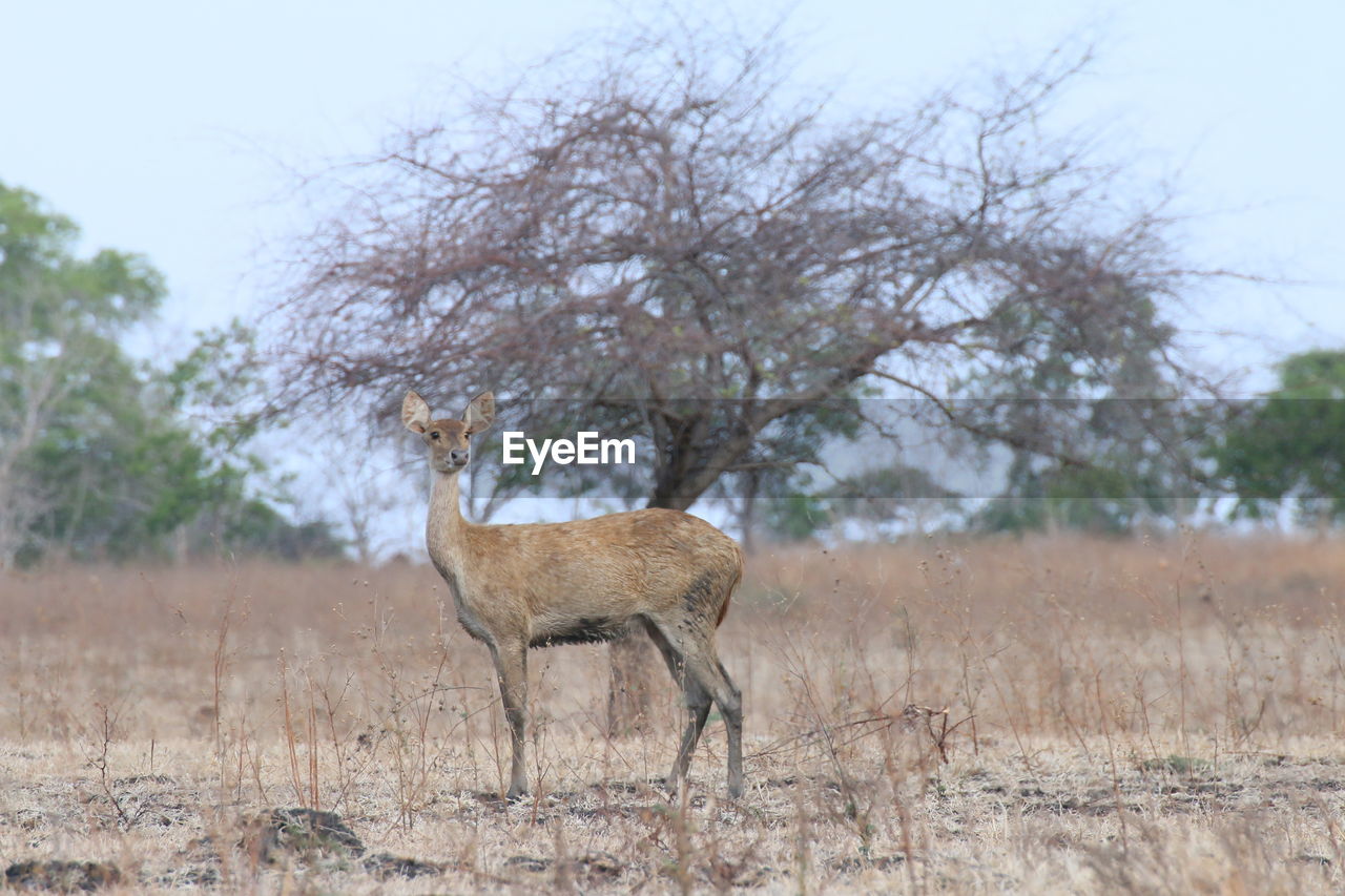 SIDE VIEW OF HORSE ON FIELD