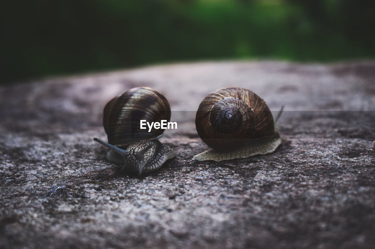 Close-up of snails on road