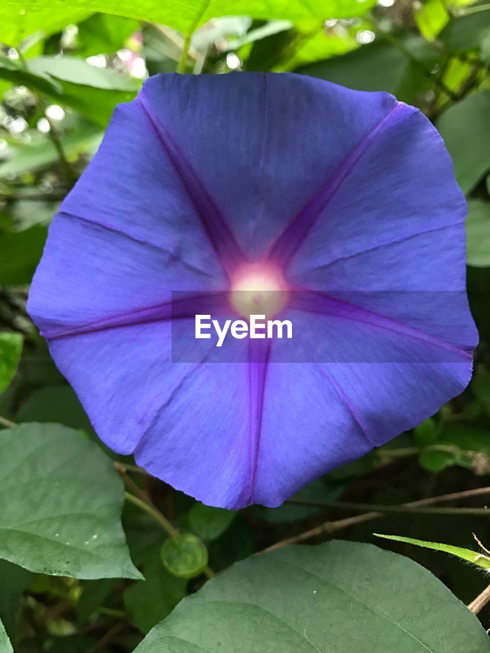 CLOSE-UP OF PURPLE FLOWER BLOOMING IN GARDEN