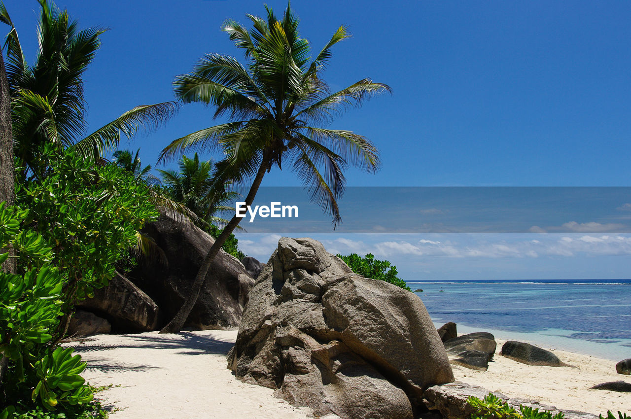 Coconut palm trees on beach against blue sky seychelles