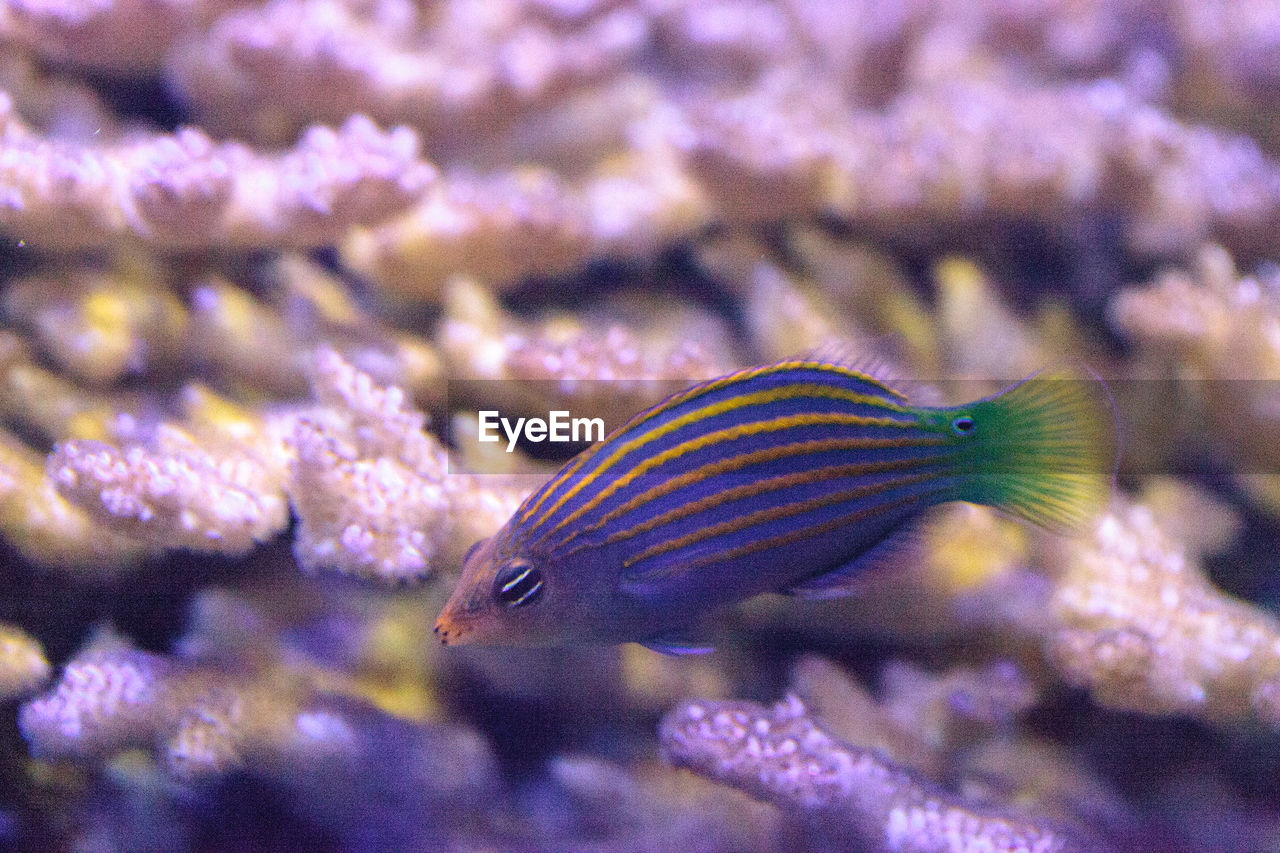 CLOSE-UP OF FISH IN SEA