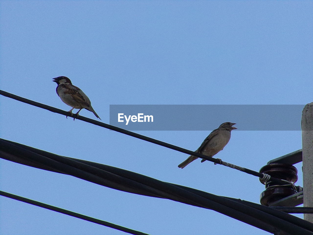 LOW ANGLE VIEW OF BIRD PERCHING ON POWER LINE