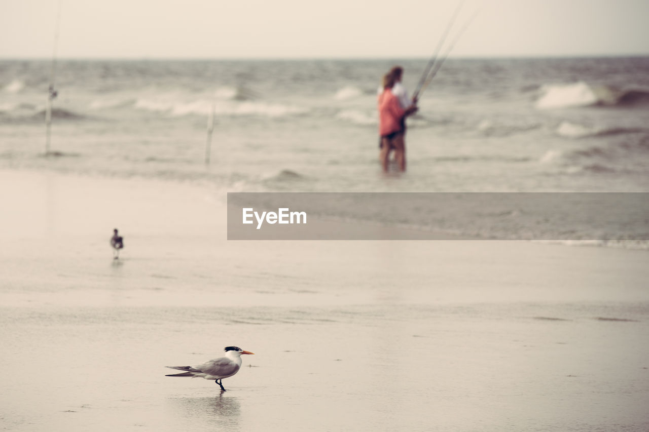 Birds on beach with couple fishing at background